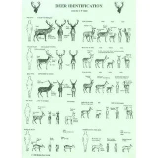 BDS DEER ID SHEET